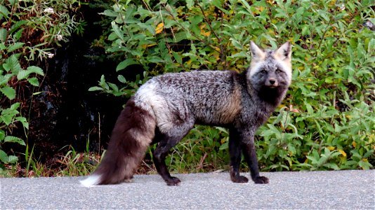 Cascade Red Fox photo
