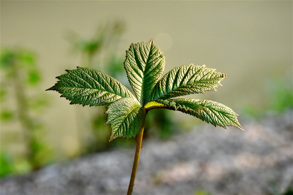 VILLA SOLATIA -BOTANICAL PROJECT