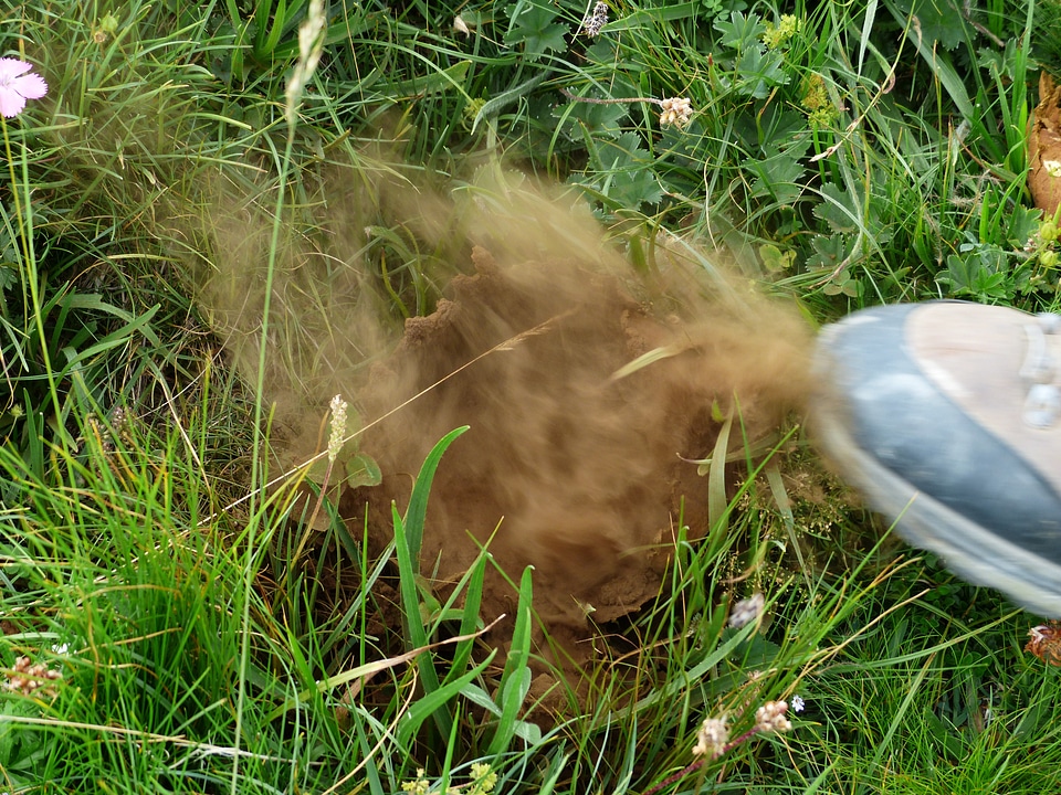 Crush spores mountain shoe