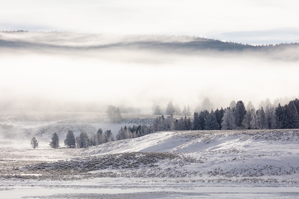 Fog and frost in Hayden Valley
