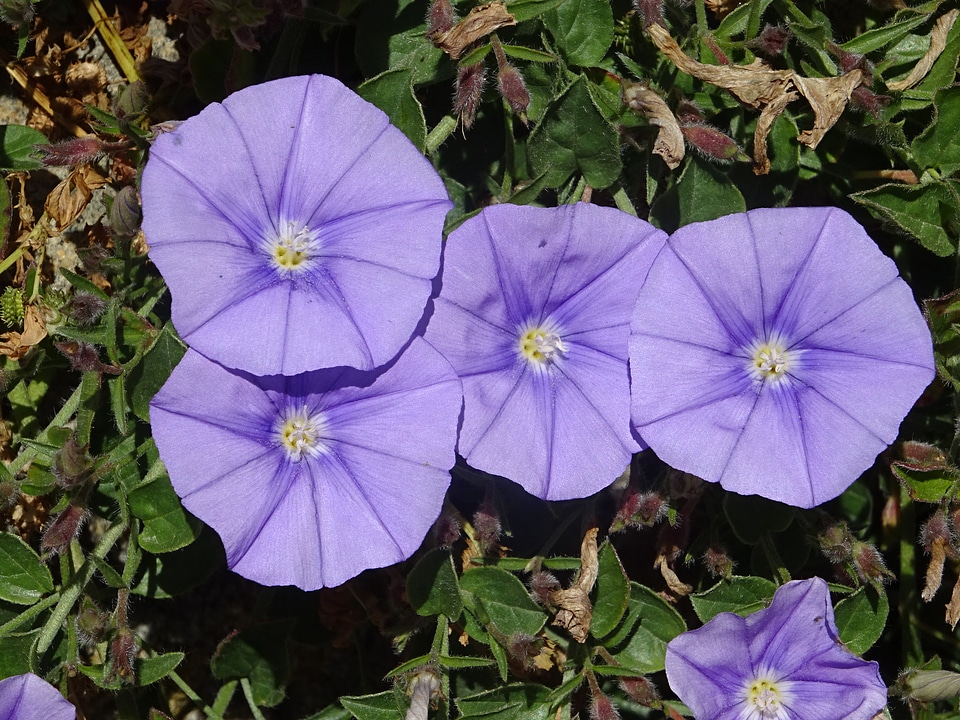 wild flower