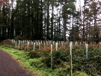 Tree nursery Vartry Reservoir