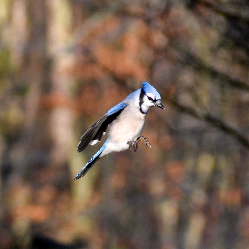 Blue Jay (Cyanocitta cristata)