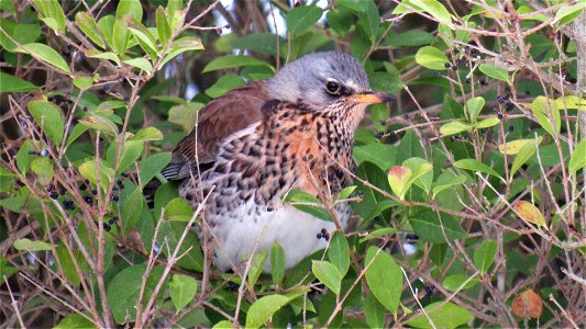Fieldfare eating Privet berries (2) - Suffolk, UK - Taken on February 12, 2021