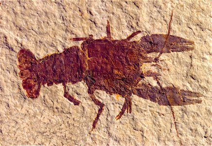 Procambarus primaevus photo