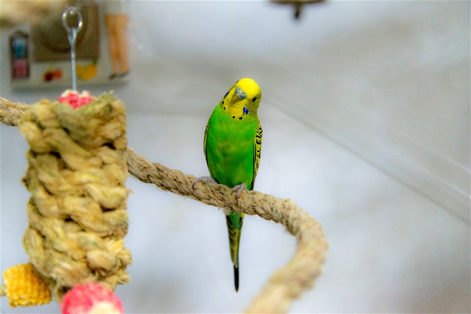 Curious Budgerigar