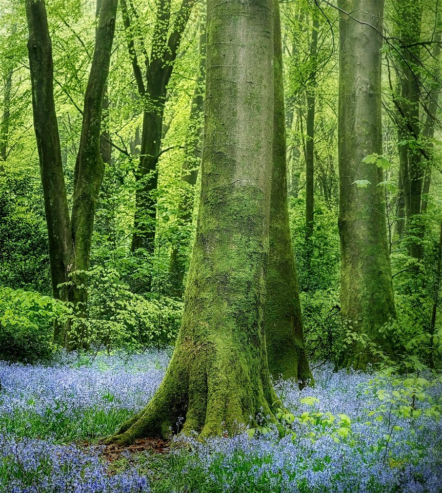 Bluebells photo