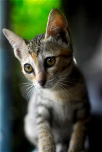 kitten - cat - kitty -10 photo