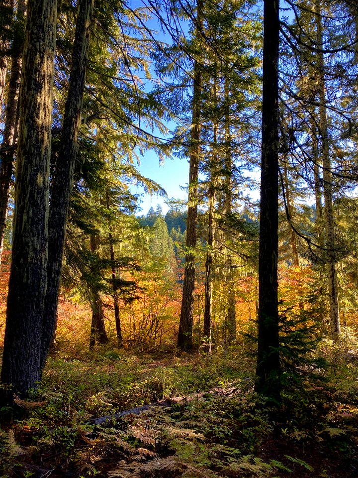 Robertson Lake Trail