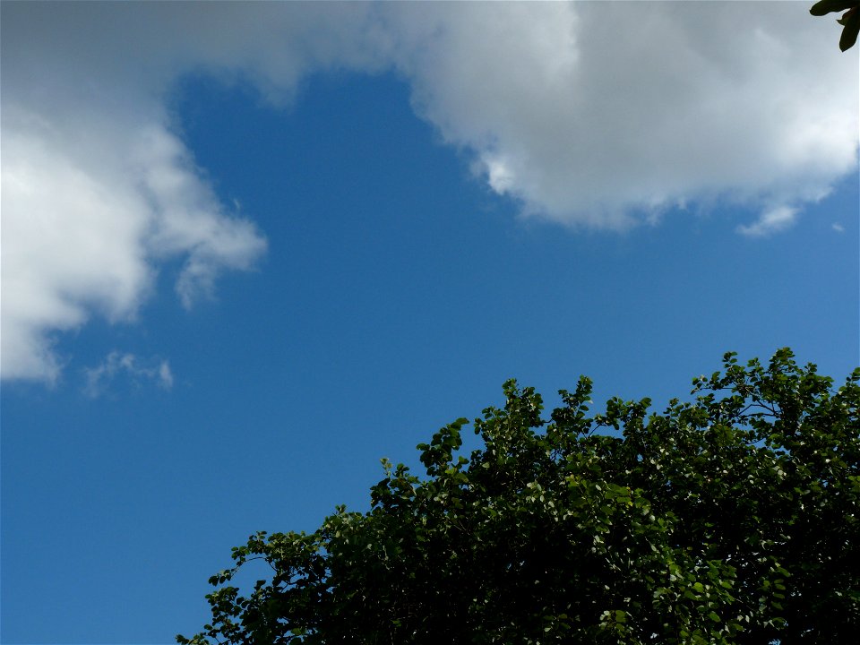 Céu azul com árvore e nuvens brancas
