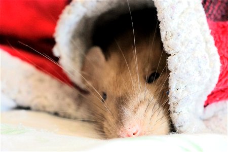 Bippo cozy in his blanket.