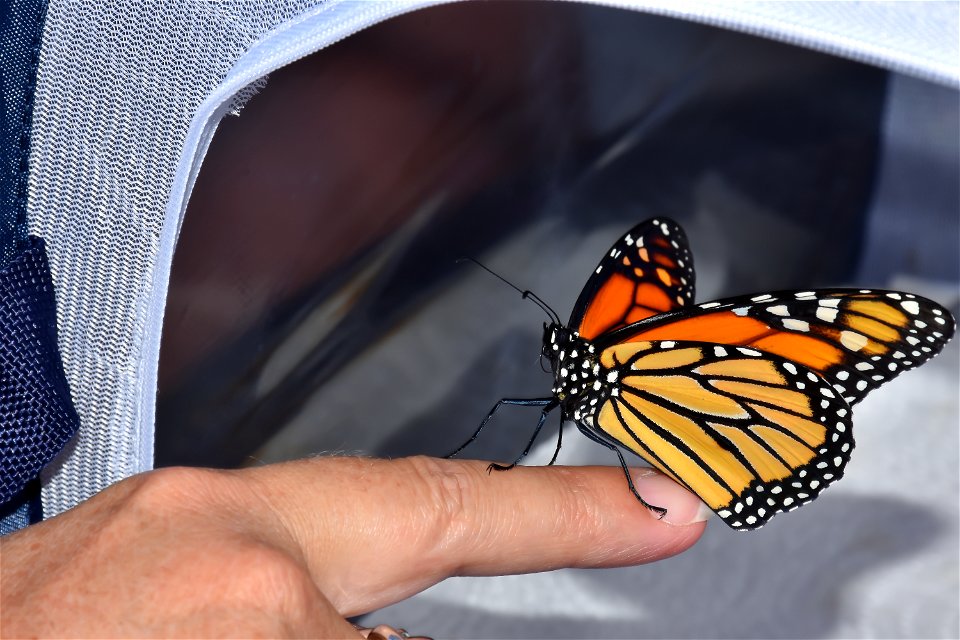 Monarch set free (2 of 4)