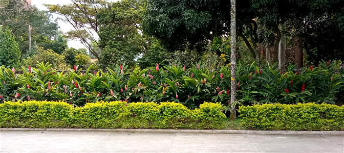 Vegetación