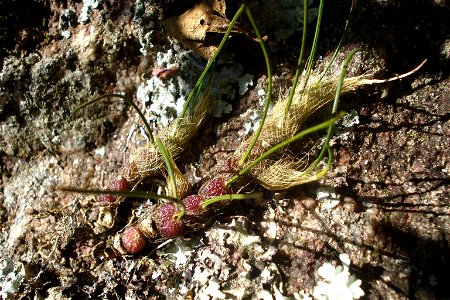 Isabelia virginalis