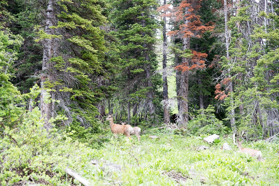 Granite Canyon in Grand Teton National Park