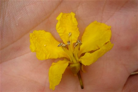 Schizolobium parahiba