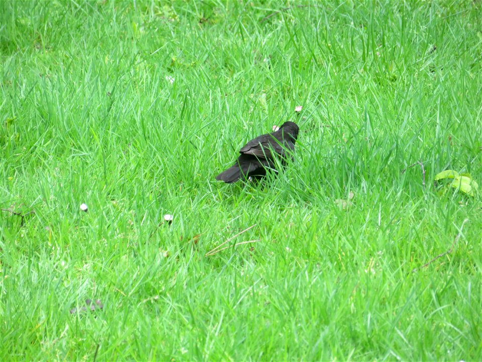 IMG_1842 Amsel  Deutschlands Perspektiven Bottrop (05.05.2021)