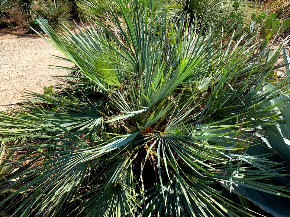 chamaerops-cerifera