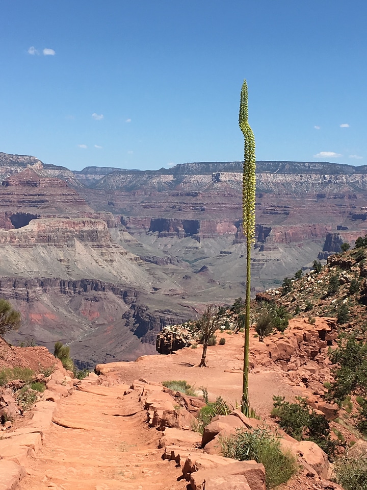 Scenic view in Grand Canyon national park