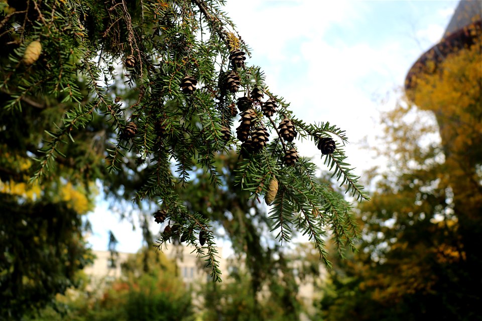 Conifers of Allen Centennial 8