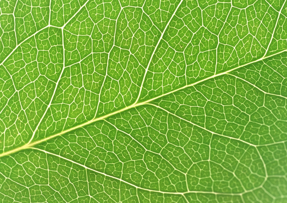 Green leaf close up