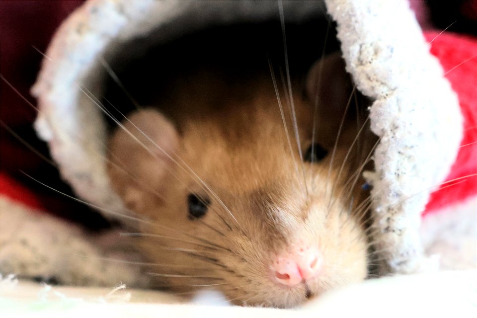 Bippo cozy in his blanket.