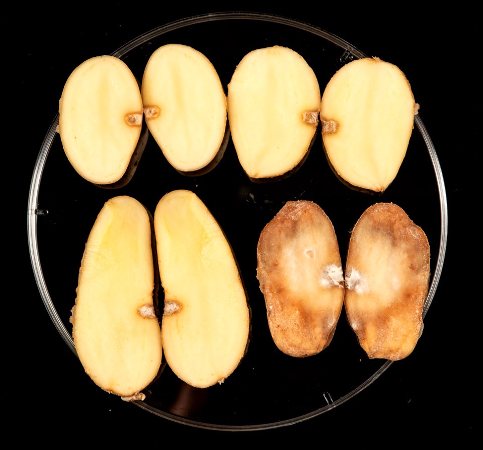 Blight-resistant Maris Piper potatoes