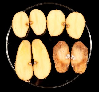 Blight-resistant Maris Piper potatoes