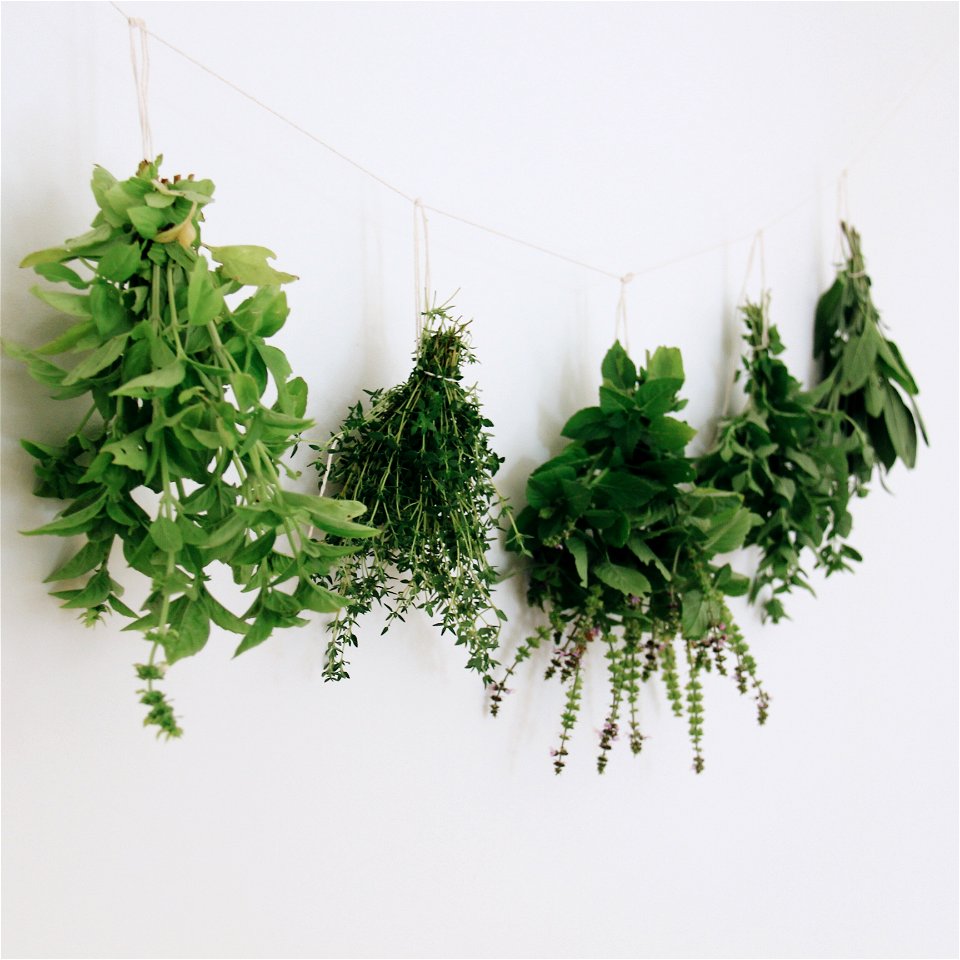 Drying Herbs from the Garden