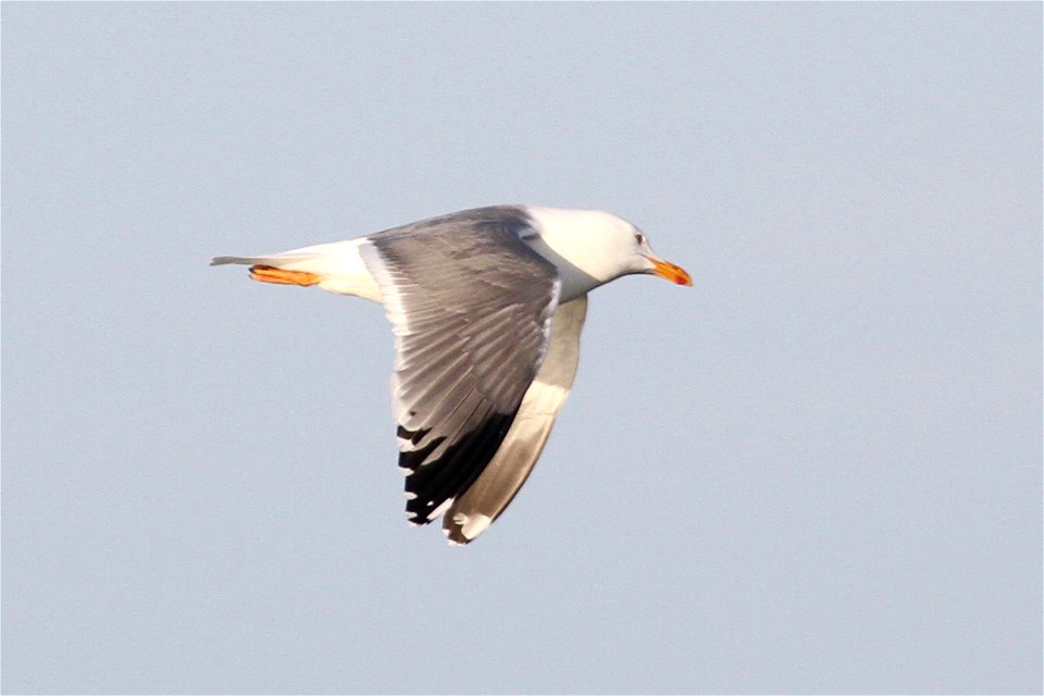 Probable Lesser Black-backed Gull x Herring Gull Hybrid