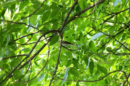 Wolsfeld Woods - Red-eyed Vireo