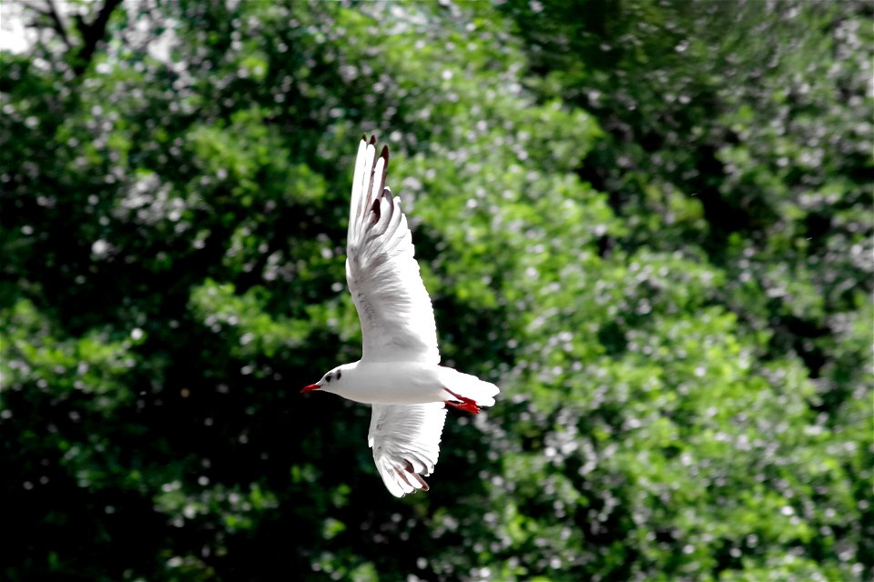 Tern