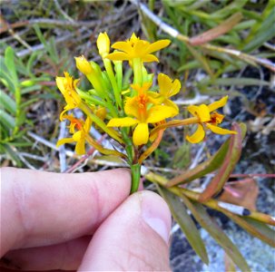 Epidendrum xanthinum Lindl.
