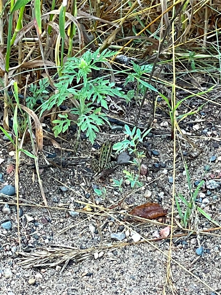 Park near Crow Wing River MN 2022 Aug