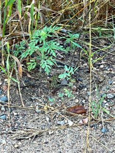 Park near Crow Wing River MN 2022 Aug