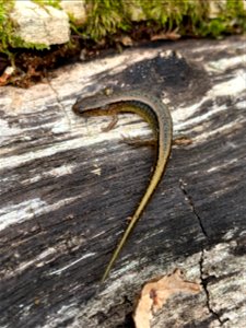 Southern Two-lined Salamander (Eurycea cirrigera) photo