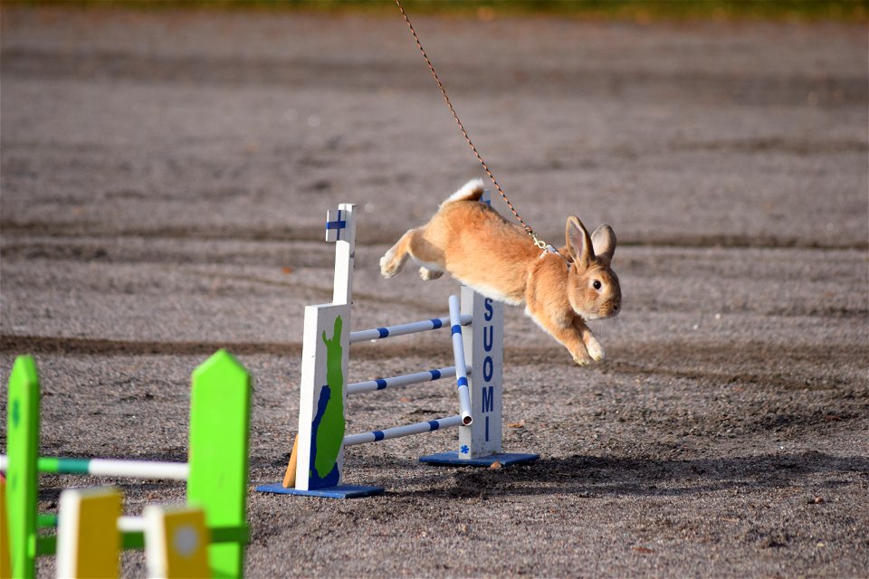 Bunnyjump