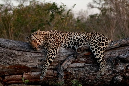 Leopard sleeps tonight photo