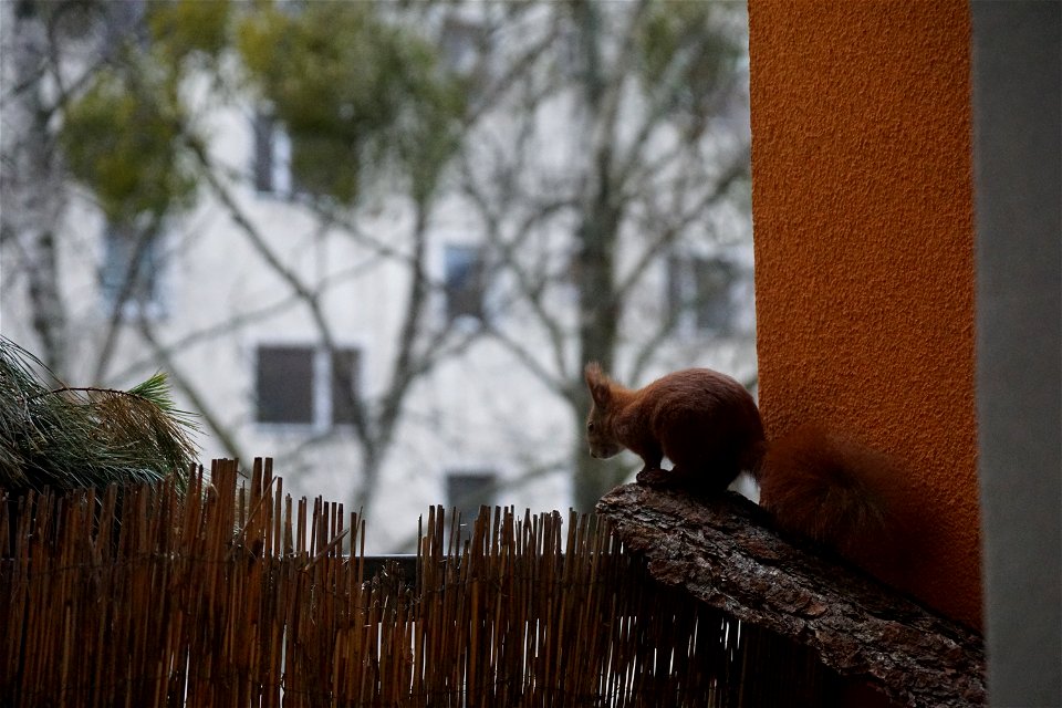 mom observing the front yard