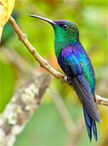 Thalurania colombica - Ninfa coronada - Macho