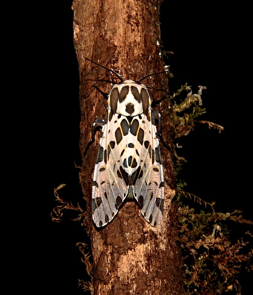 Hypercompe magdalenae (Erebidae)