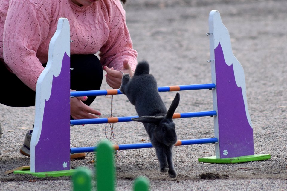 Bunnyjump