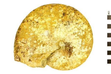 Sphenodiscus sp.