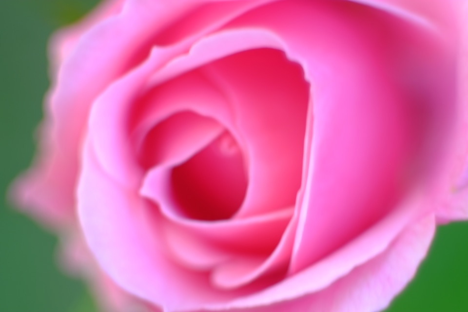 Pink rose closeup photo