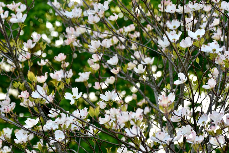 VILLA SOLATIA -BOTANICAL PROJECT