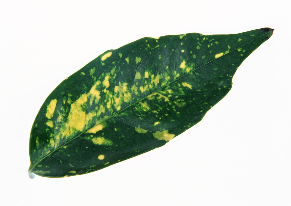 Green leaf of a plant closeup isolated on white background