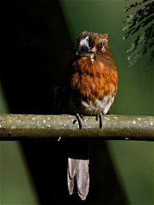 Malacoptila mystacalis (Bigotudo canoso)