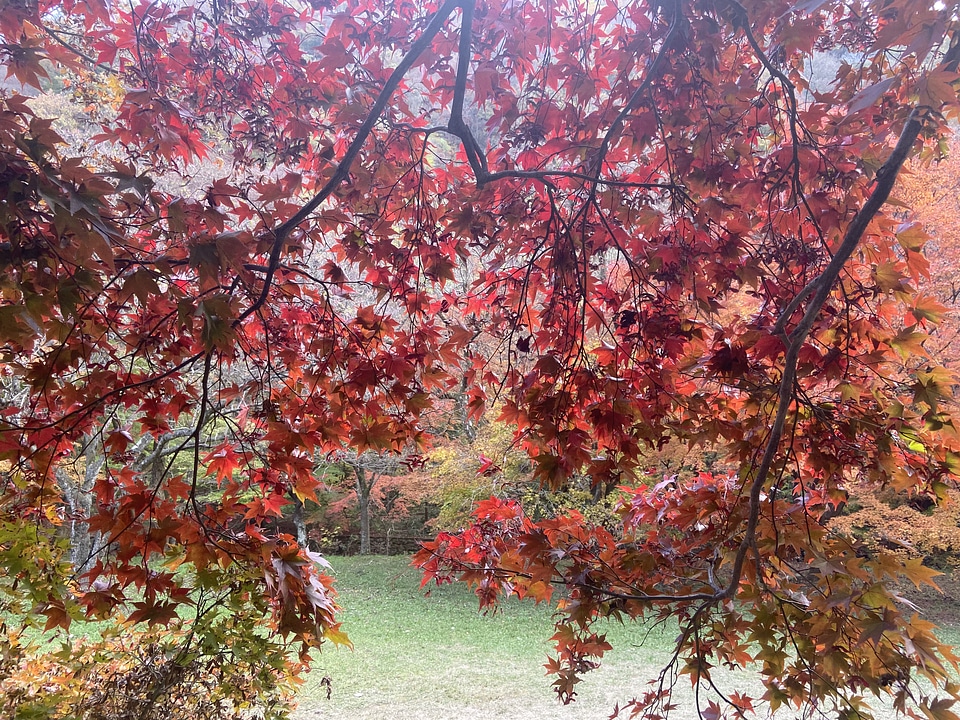 Fall Foliage Naejangsan National Park