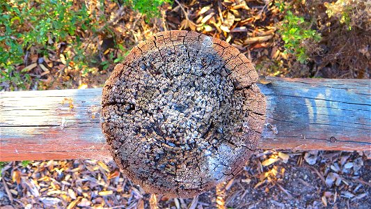 Wonderful death of woods