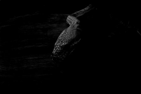 Morelia imbricata South Western carpet Python